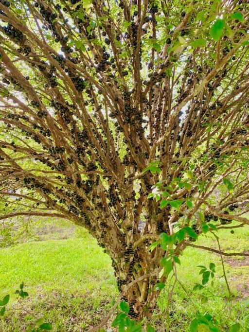 Puna Zen Botanical Garden Retreat Keaau Εξωτερικό φωτογραφία