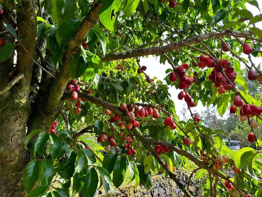Puna Zen Botanical Garden Retreat Keaau Εξωτερικό φωτογραφία