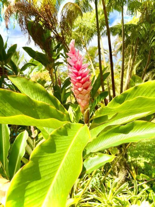 Puna Zen Botanical Garden Retreat Keaau Εξωτερικό φωτογραφία